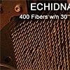 Echidna